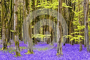 The late evening sun beams through a clump of beech trees in Dorset illuminating a carpet of bluebells