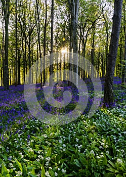 The late evening sun beams through a clump of beech trees in Dorset illuminating a carpet of bluebells