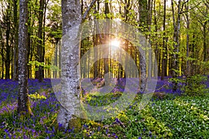 The late evening sun beams through a clump of beech trees in Dorset illuminating a carpet of bluebells