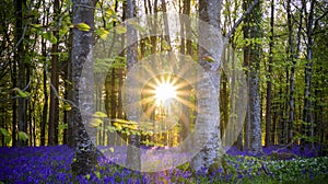 The late evening sun beams through a clump of beech trees in Dorset illuminating a carpet of bluebells