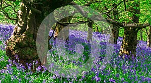 The late evening sun beams through a clump of beech trees in Dorset illuminating a carpet of bluebells