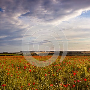 Late evening sun on a Dorset poppy field, UK