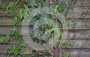 Late fall background old dark wood Ivy vines of ivy green leaves