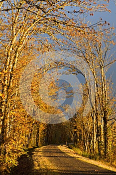 Late fall color on a multi use trail with dark moody sky