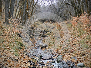 Late Fall forest stream close up, views hiking, biking, horseback trails through trees on the Yellow Fork and Rose Canyon Trails i