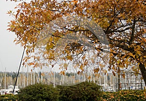 Late fall at Harbor Seal Marina, Point Roberts - 1