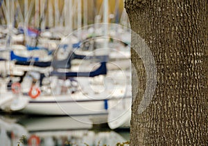 Late fall at Harbor Seal Marina, Point Roberts -2