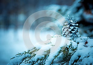 Late fall. New Year`s spruce cone on a snow-covered branch of a juniper. Selective focus
