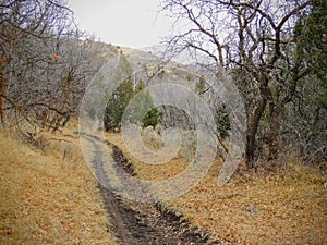 Late Fall panorama forest views hiking, biking, horseback trails through trees on the Yellow Fork and Rose Canyon Trails in Oquirr