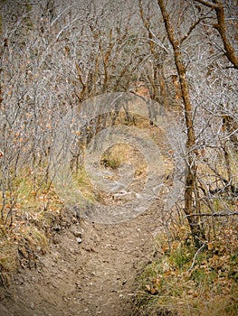 Late Fall panorama forest views hiking, biking, horseback trails through trees on the Yellow Fork and Rose Canyon Trails in Oquirr