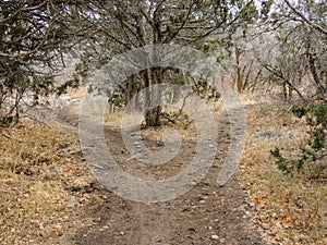 Late Fall panorama forest views hiking, biking, horseback trails through trees on the Yellow Fork and Rose Canyon Trails in Oquirr