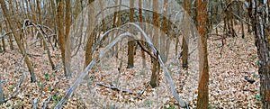 Late Fall panorama forest views hiking, biking, horseback trails through trees on the Yellow Fork and Rose Canyon Trails in Oquirr