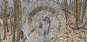 Late Fall panorama forest views hiking, biking, horseback trails through trees on the Yellow Fork and Rose Canyon Trails in Oquirr