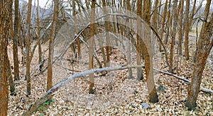 Late Fall panorama forest views hiking, biking, horseback trails through trees on the Yellow Fork and Rose Canyon Trails in Oquirr