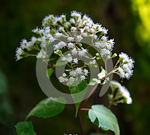 Late Flowering Boneset