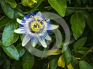 Late flowering climbing Passion flower in a Lancashire Garden