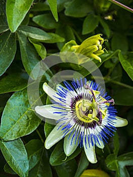 Late flowering climbing Passion flower in a Lancashire Garden