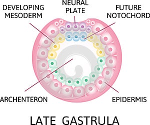 Late gasrtula. the process of nerulation. Human embryonic development. Vector illustration