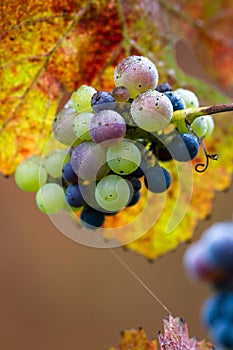 Late harvest grapes on the vine