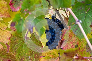 Late harvest grapes on the vine