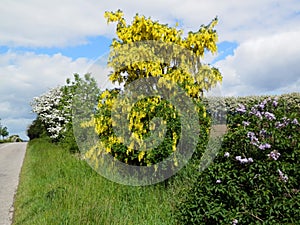 Late May hedgerow in Southern Denmark