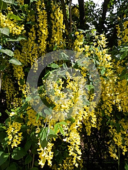 Late May hedgerow in Southern Denmark