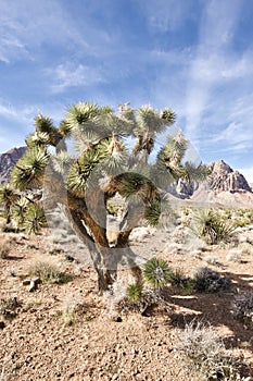 Late Night Trail, Mustang Loop, Red Rock Conservation Area, Southern Nevada, USA