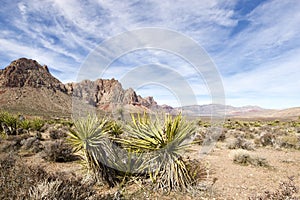 Late Night Trail, Mustang Loop, Red Rock Conservation Area, Southern Nevada, USA