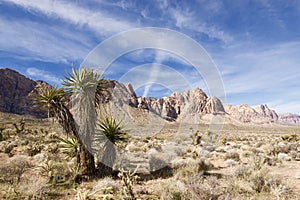 Late Night Trail, Mustang Loop, Red Rock Conservation Area, Southern Nevada, USA