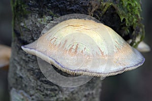 Late Oyster Mushroom