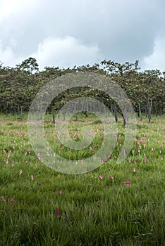 Late season of Siam Tulip fileld at Saithong National Park, Chaiyaphum, Thailand