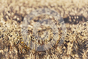 Backlit Late Season Wheat