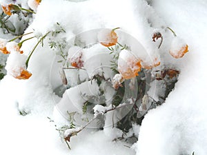 Late snow covered with snow blooming flowers
