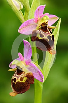 Late Spider Orchid, Ophrys holosericea, flowering European terrestrial wild orchid, nature habitat, detail of bloom, violetclear