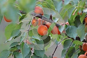 In late spring, apricots are growing