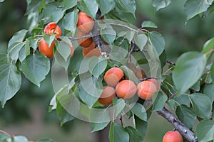 In late spring, apricots are growing