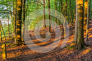 A late spring day in chantry woods near Guildford, Surrey with sun shining through the tree`s onto a woodland public footpath photo