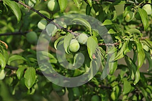 In late spring, green apricots are growing