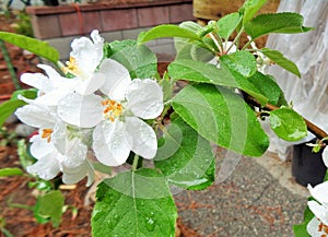 Late Spring Raindrops on Fuji Apple Malus Pumila Tree Blossoms