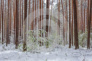 Late spring snow in the forest, unusual phenomena