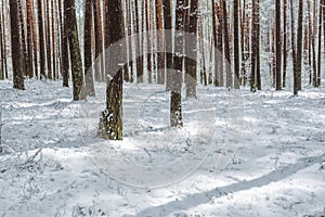 Late spring snow in the forest, unusual phenomena