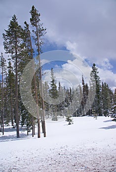 Late spring snow on pine forest