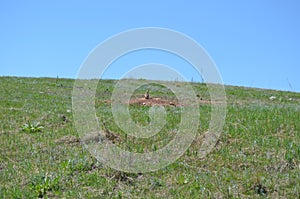 Late Spring in South Dakota: Alert Prairie Dog Near Bison Flats in Wind Cave National Park in the Black Hills
