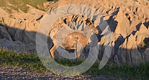 Late Spring in South Dakota: Bighorn Sheep at Pinnacles Overlook Along Loop Road in Badlands National Park