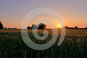 Late spring sunset with cereal field in foreground