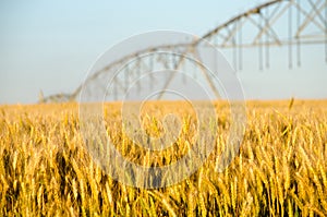 Late Spring Wheat Field