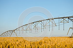 Late Spring Wheat Field