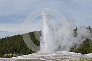 Late Spring in Yellowstone National Park: Old Faithful Geyser Erupts in the Upper Geyser Basin