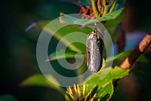 Monarch Butterfly (Danaus plexippus) chrysalis just before opening photo