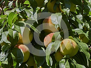 Late summer, autumn peaches ripening in a tree in the sunshine